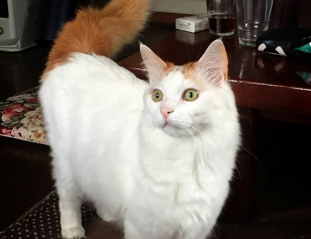 Turkish Van