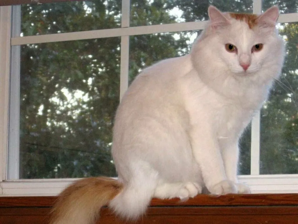 Turkish Van