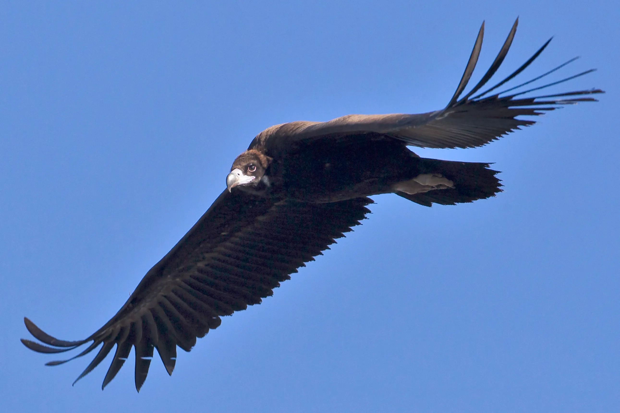 空高く飛ぶクロハゲワシ