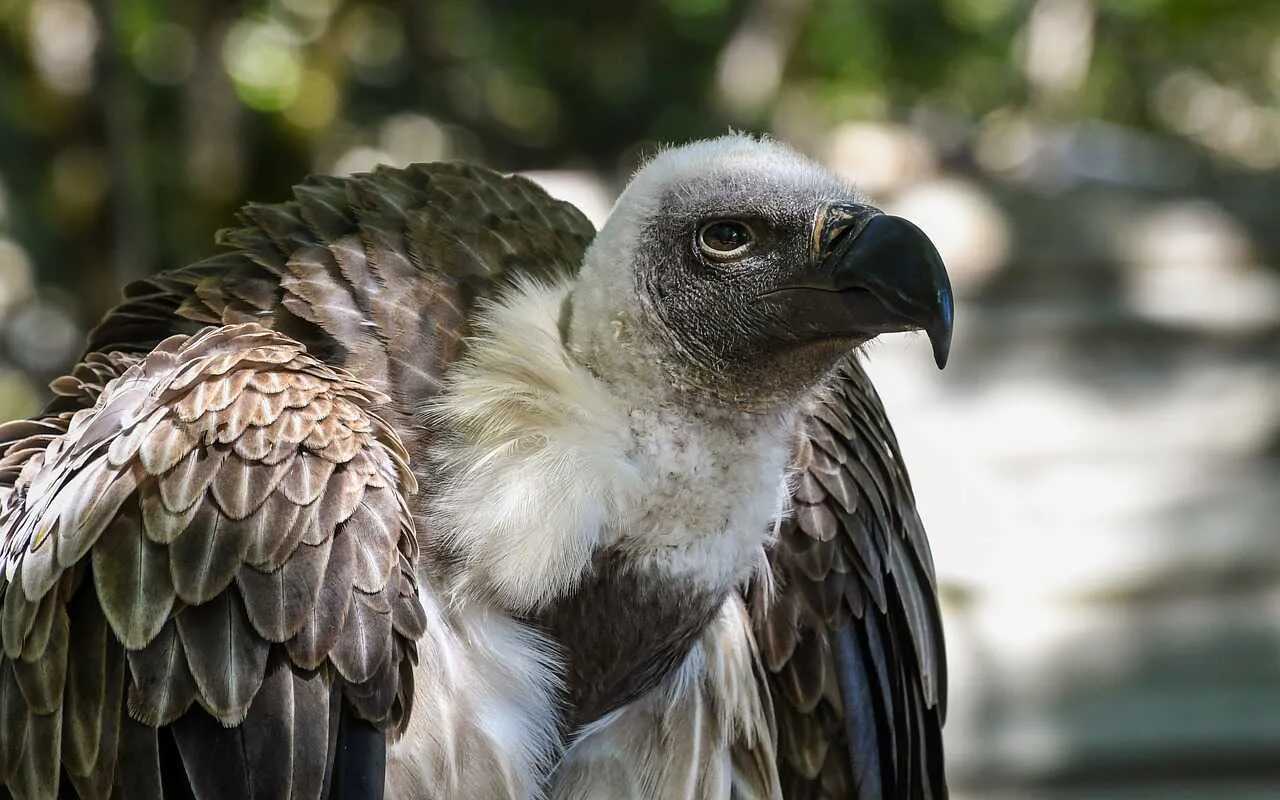 Vulture