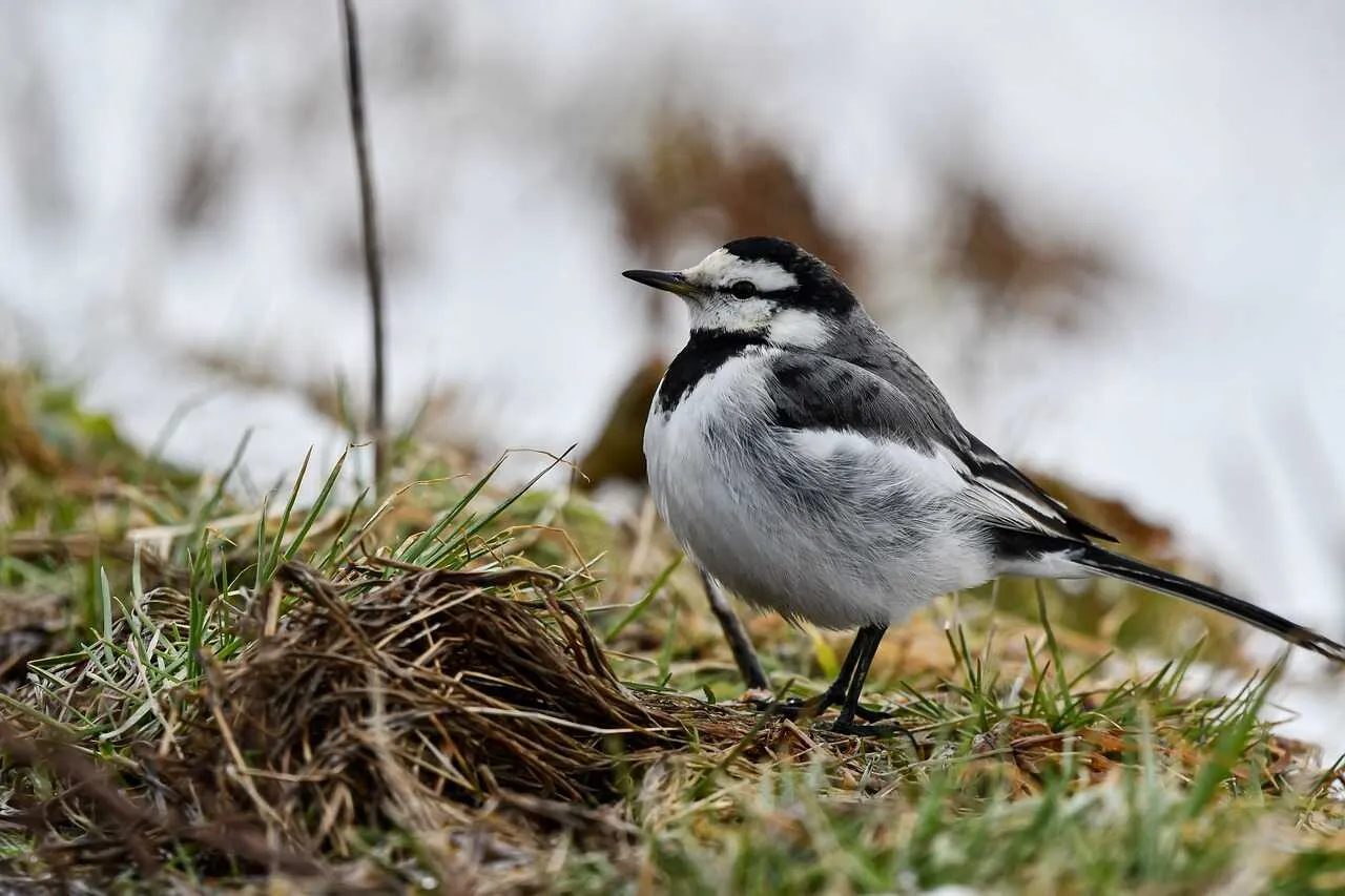 Wagtail