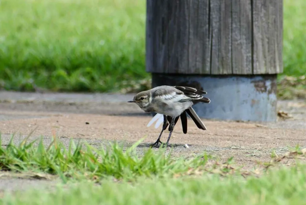 Wagtail