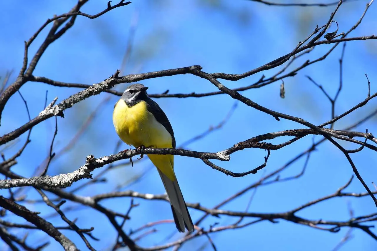 Wagtail