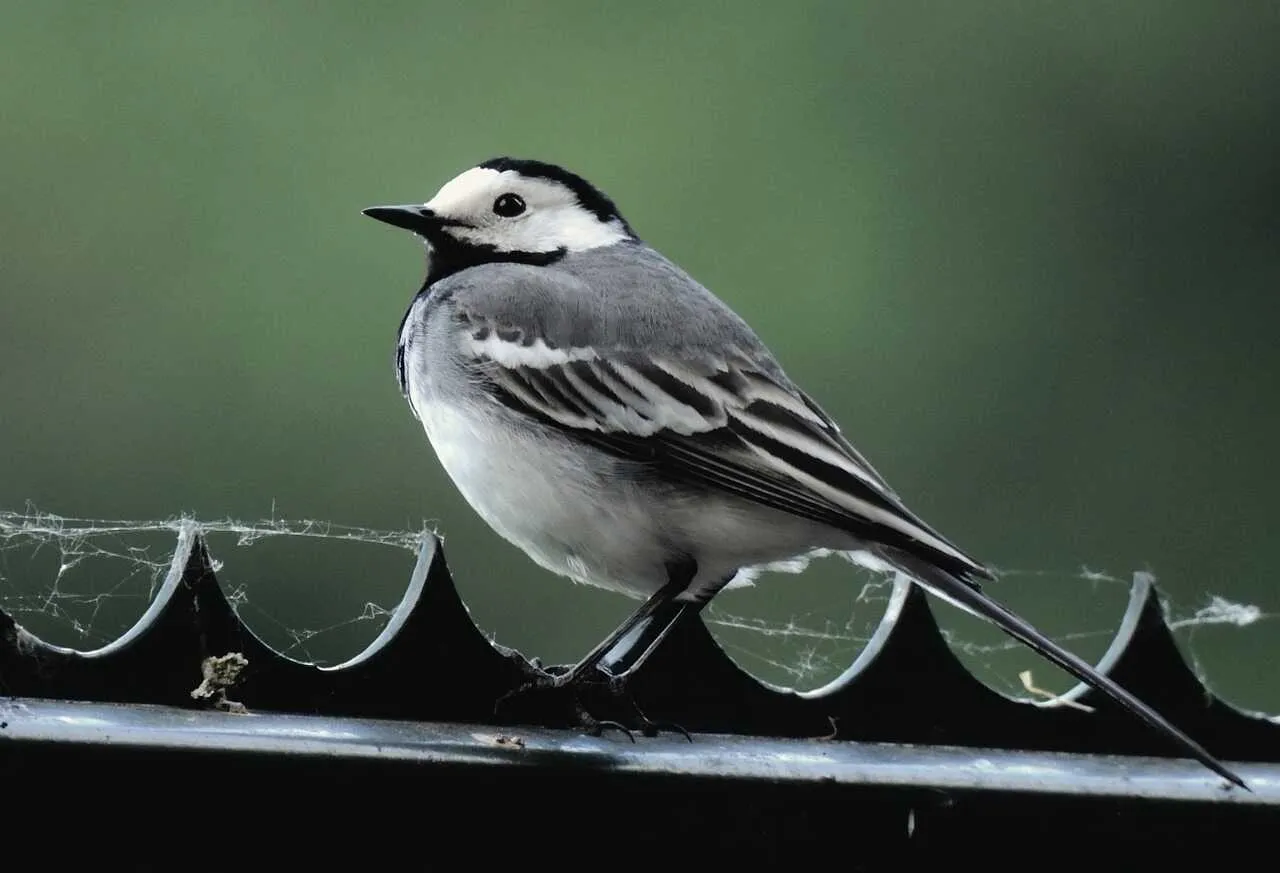 Wagtail