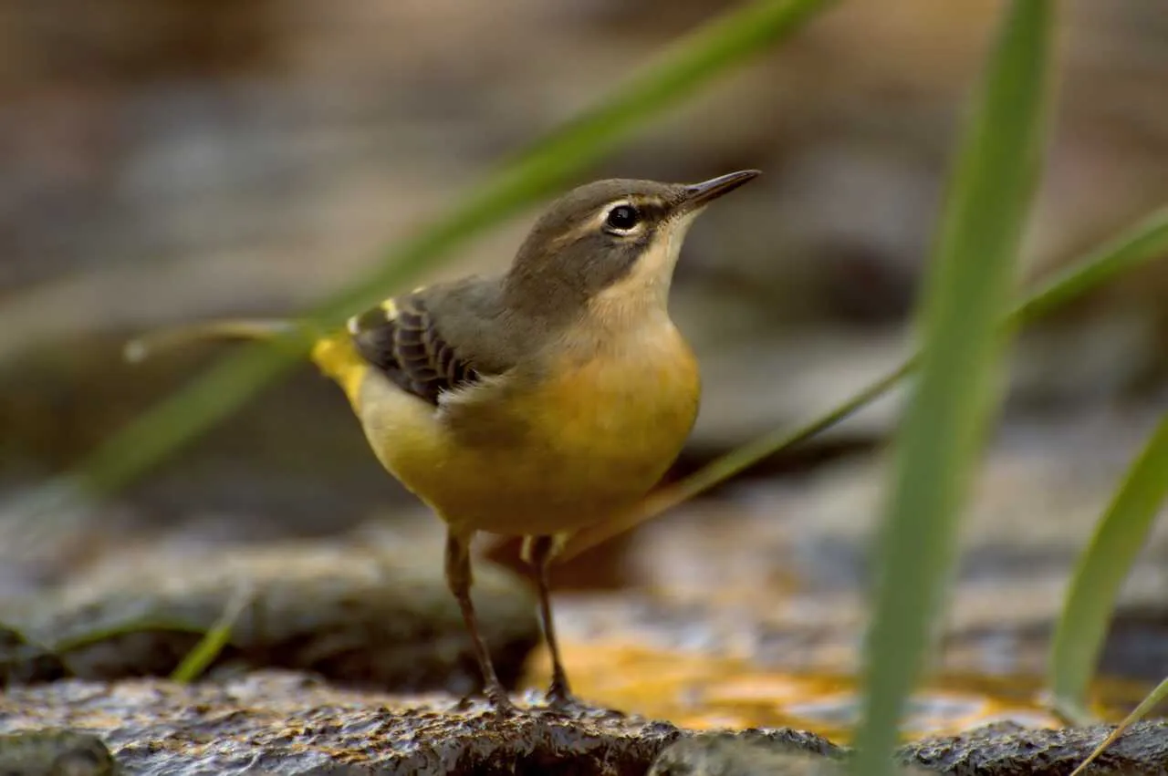 Wagtail