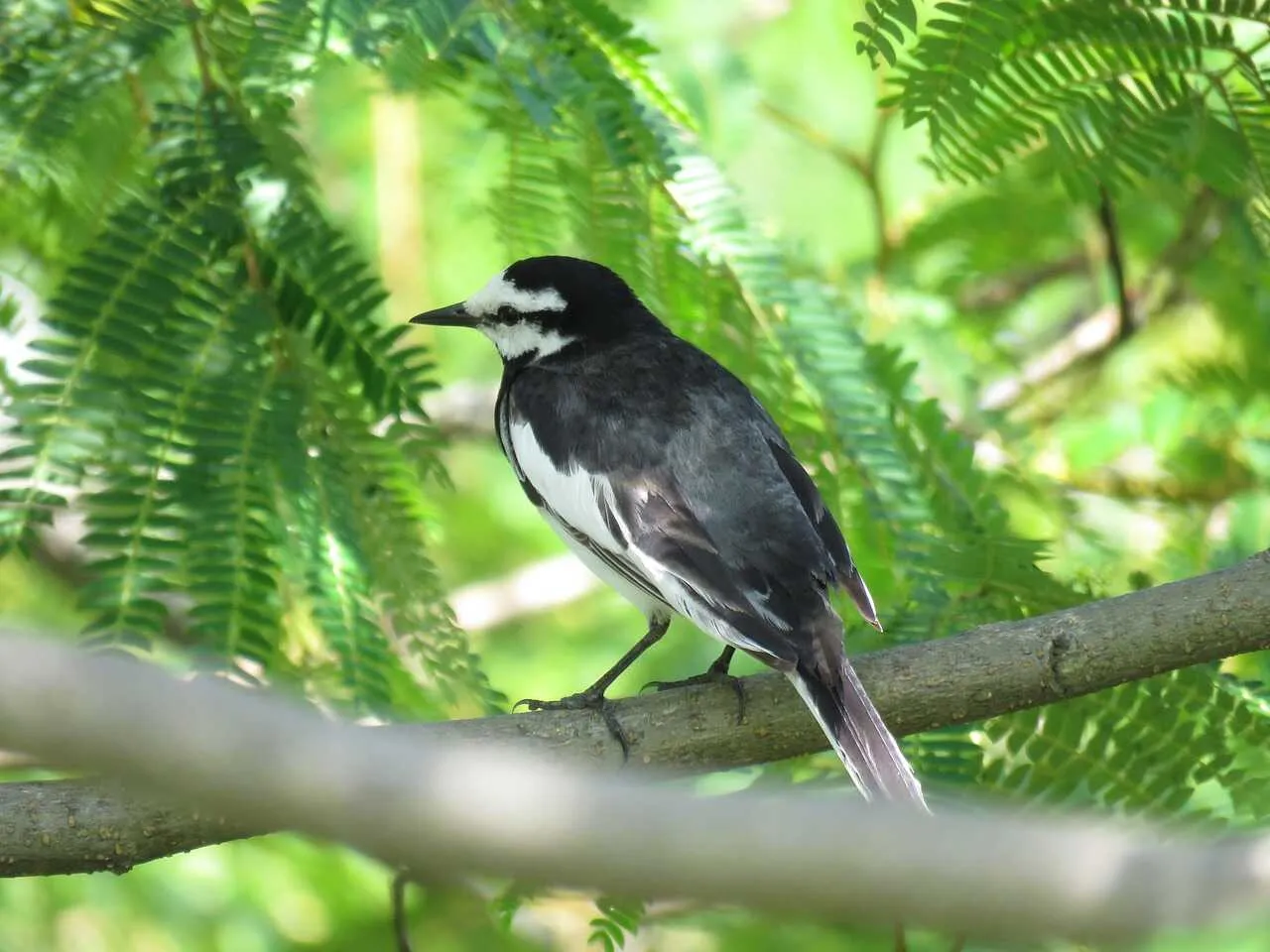 Wagtail