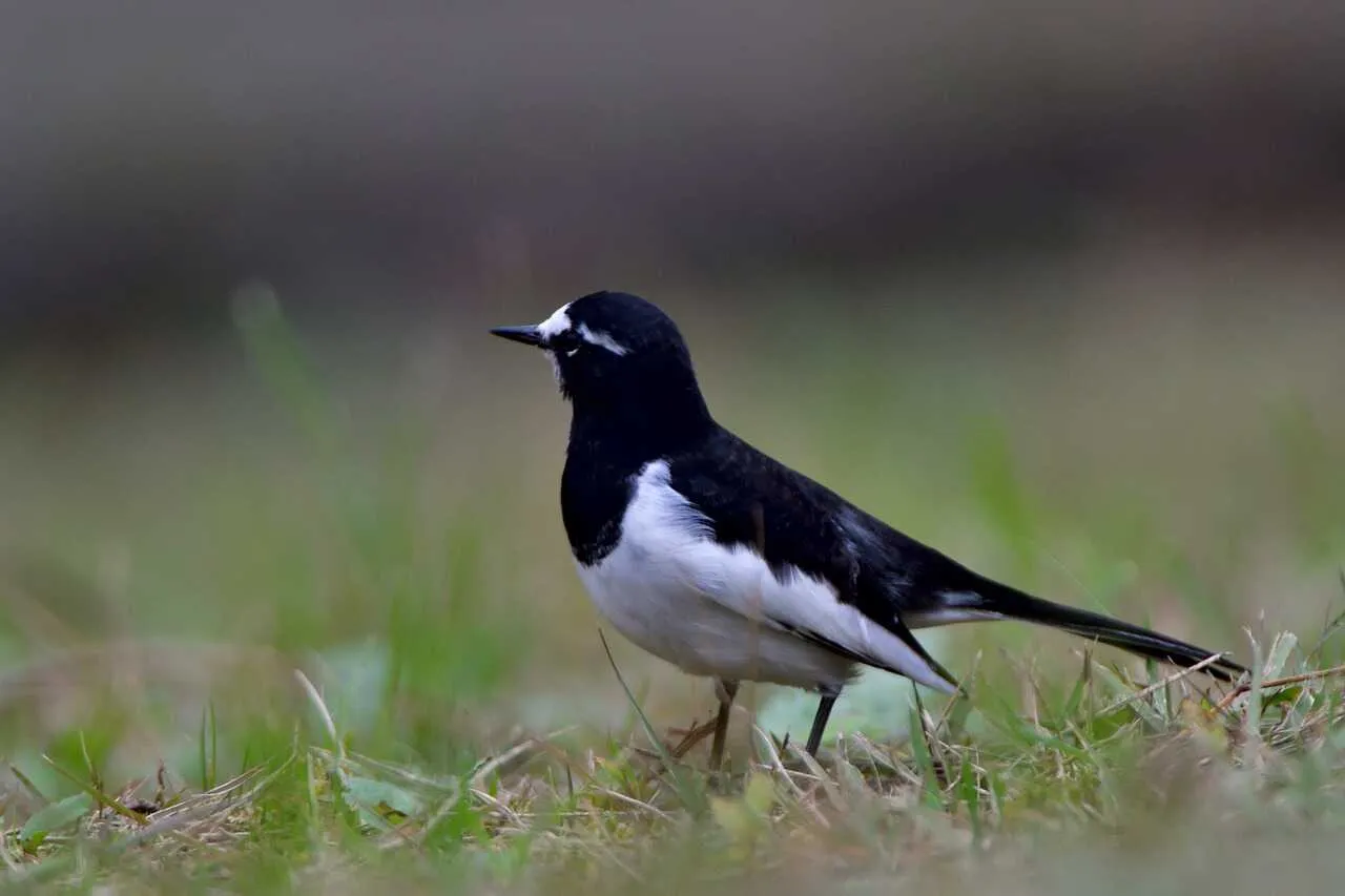 Wagtail