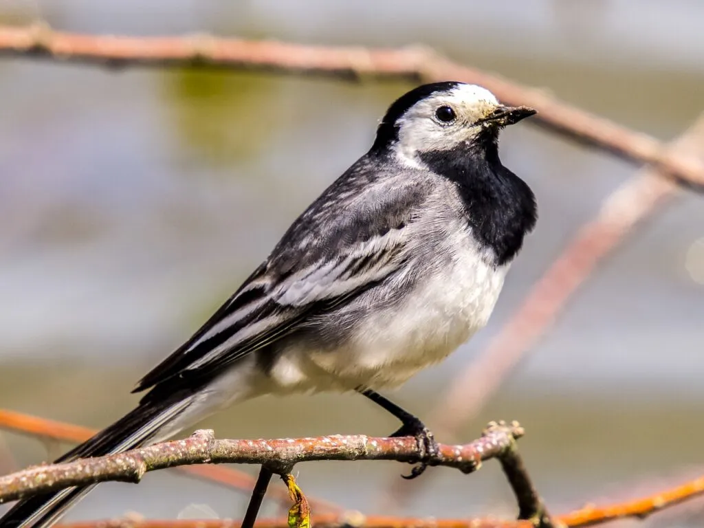 Wagtail