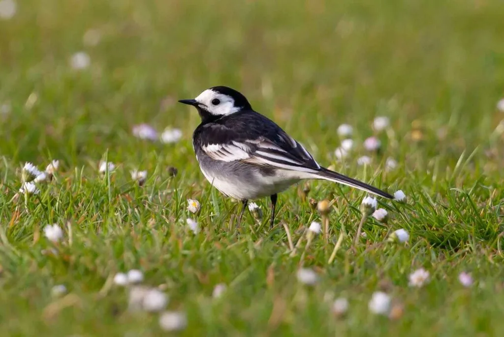 Wagtail