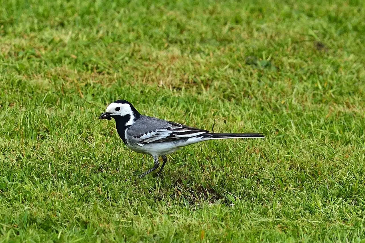 Wagtail