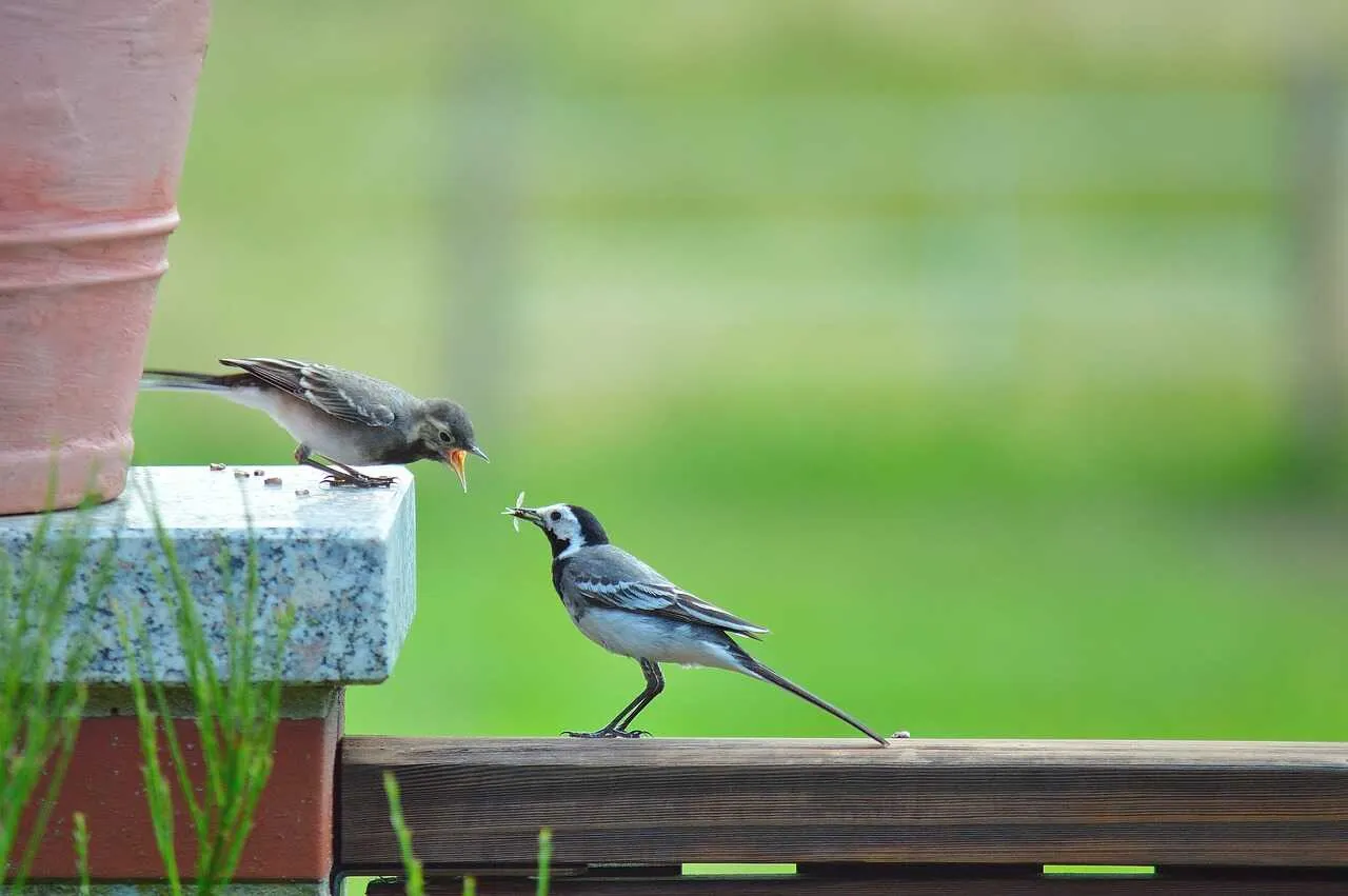 Wagtail