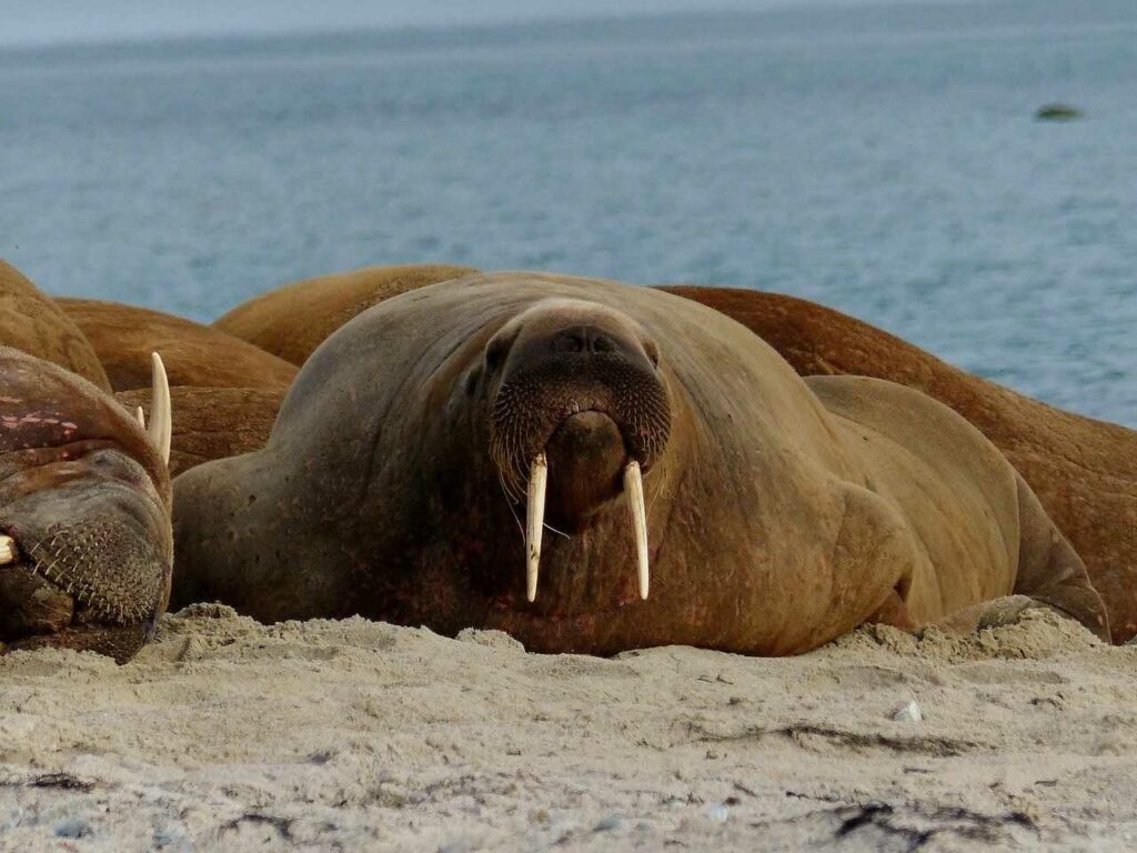 Walrus