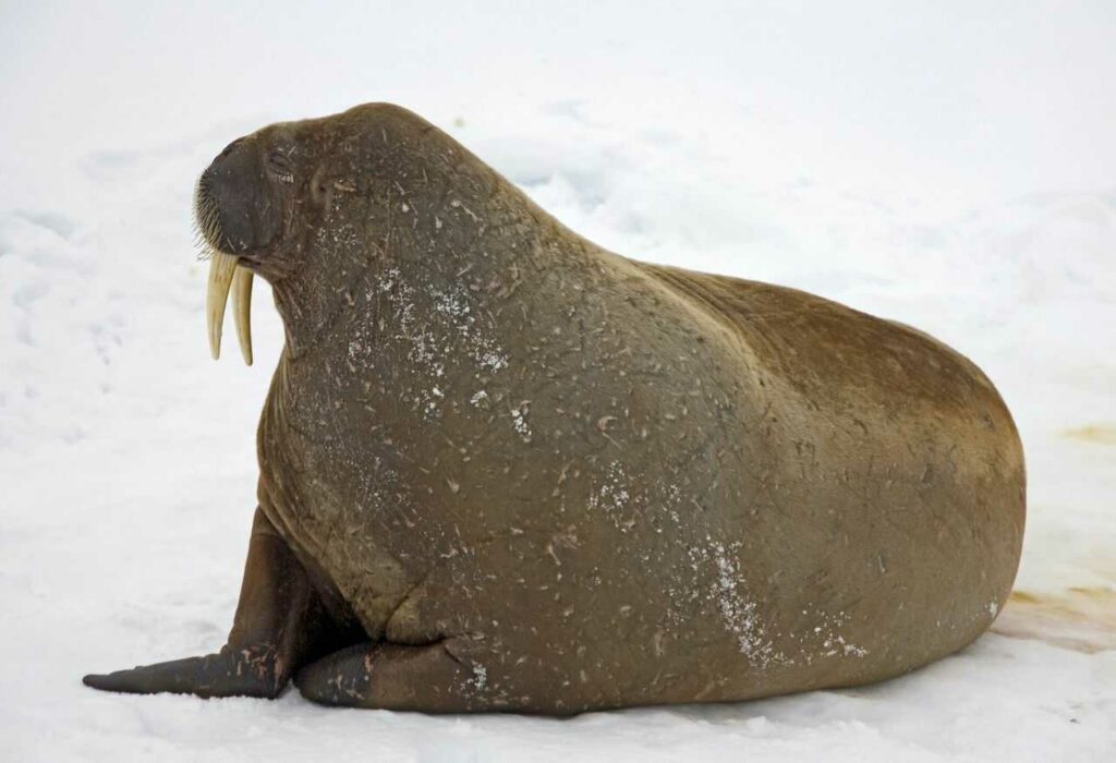 Walrus