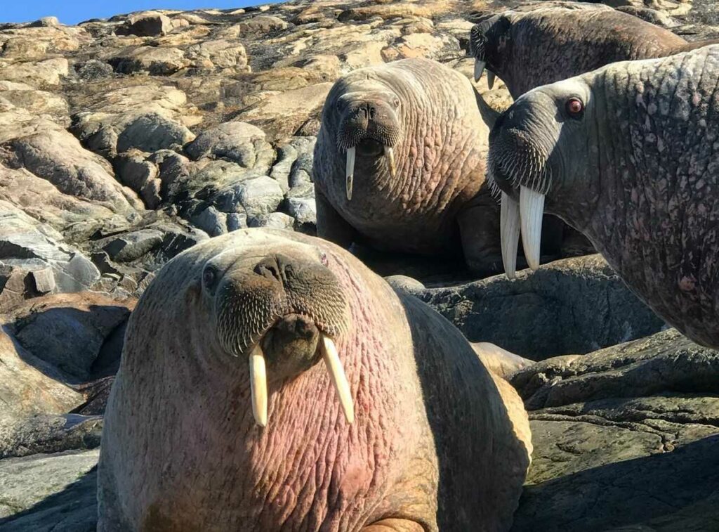 Walrus