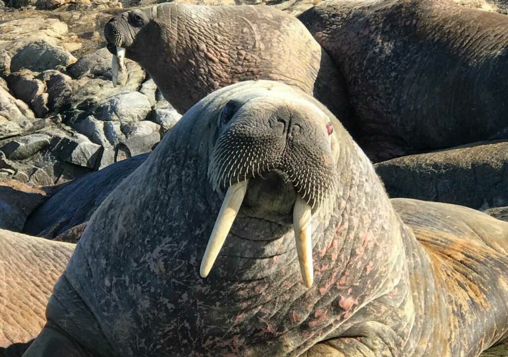 Walrus