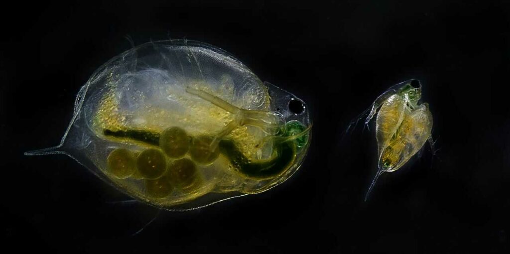 Water Flea