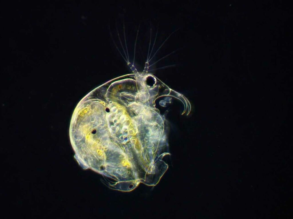 Water Flea