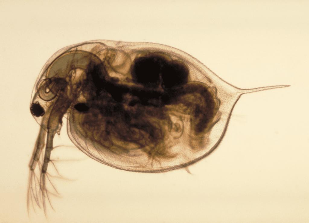 Water Flea