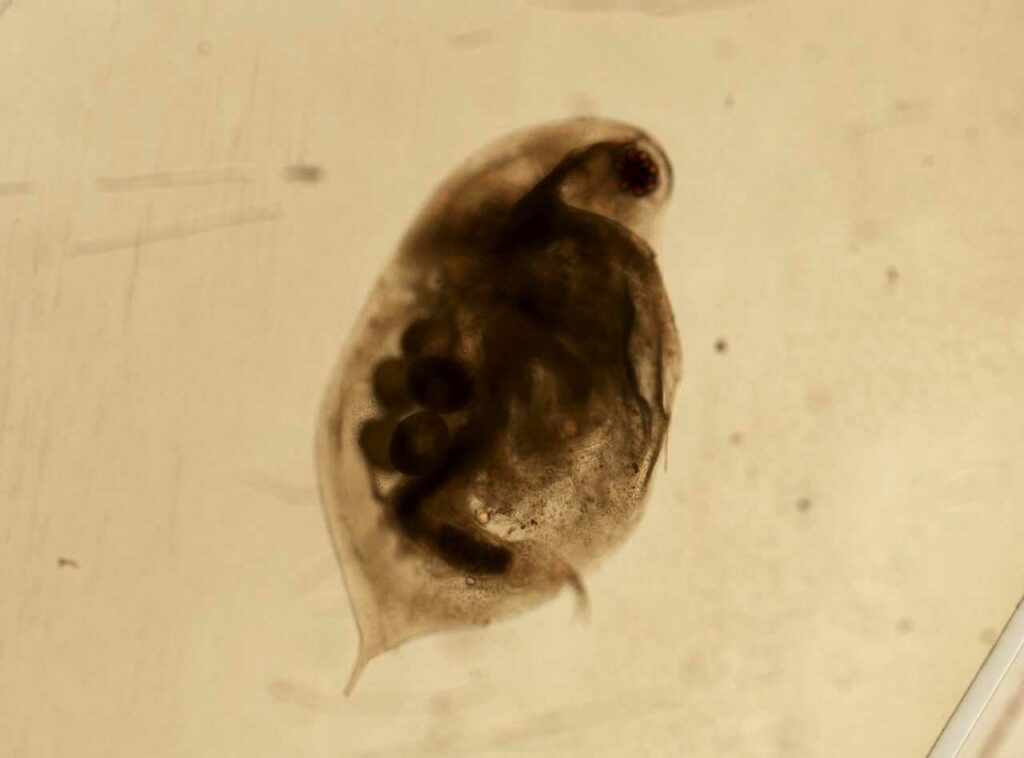 Water Flea