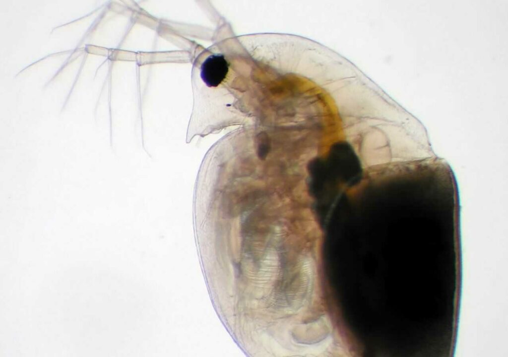 Water Flea