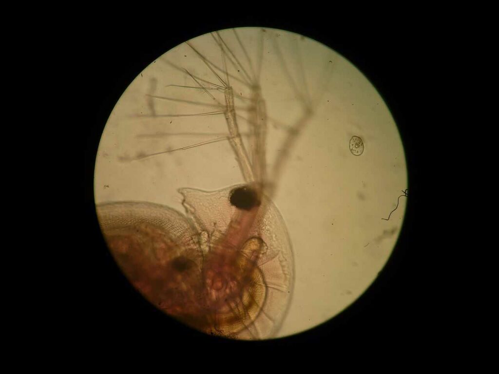 Water Flea