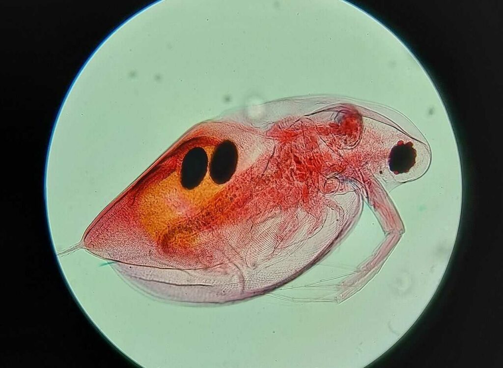 Water Flea