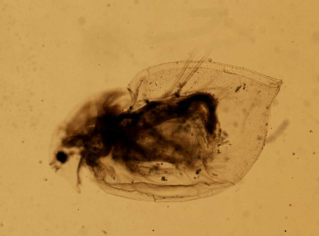 Water Flea