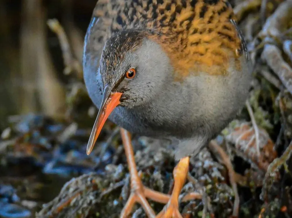 Water Rail