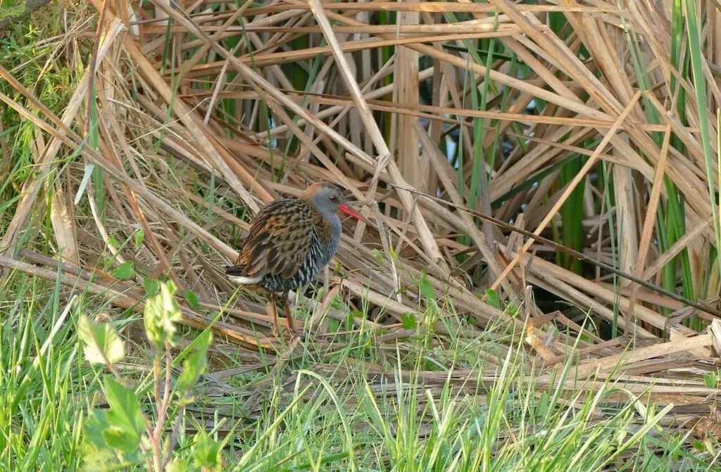 Water Rail