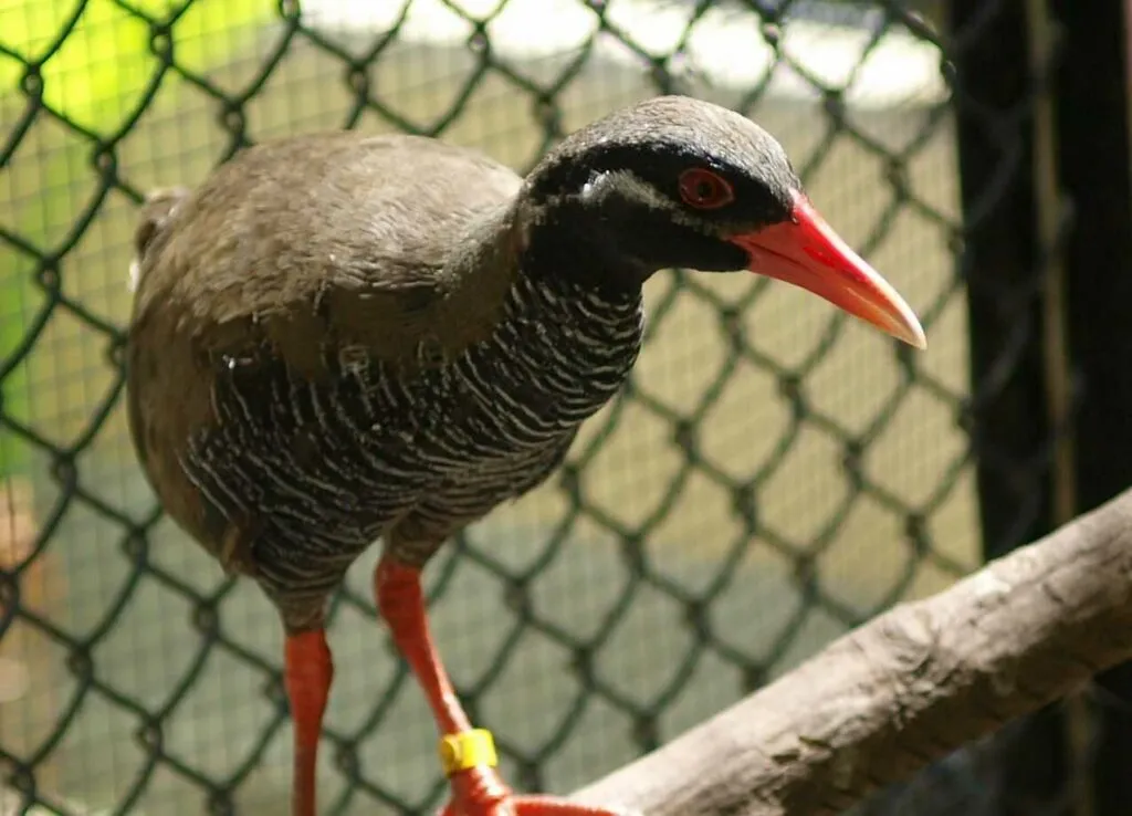 Water Rail