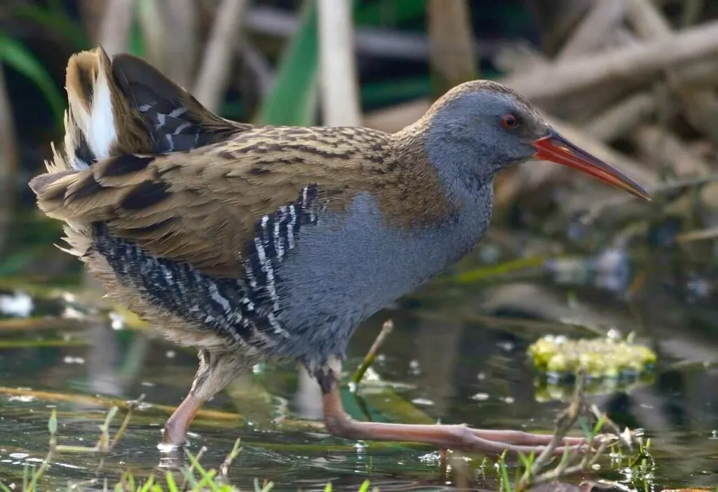 Water Rail