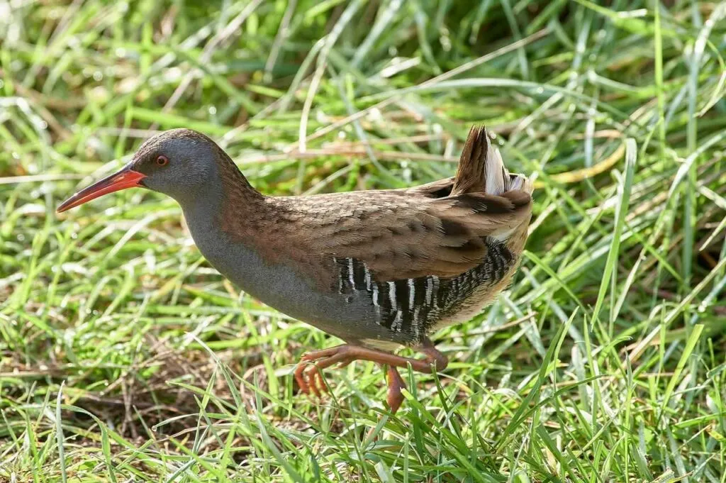 Water Rail