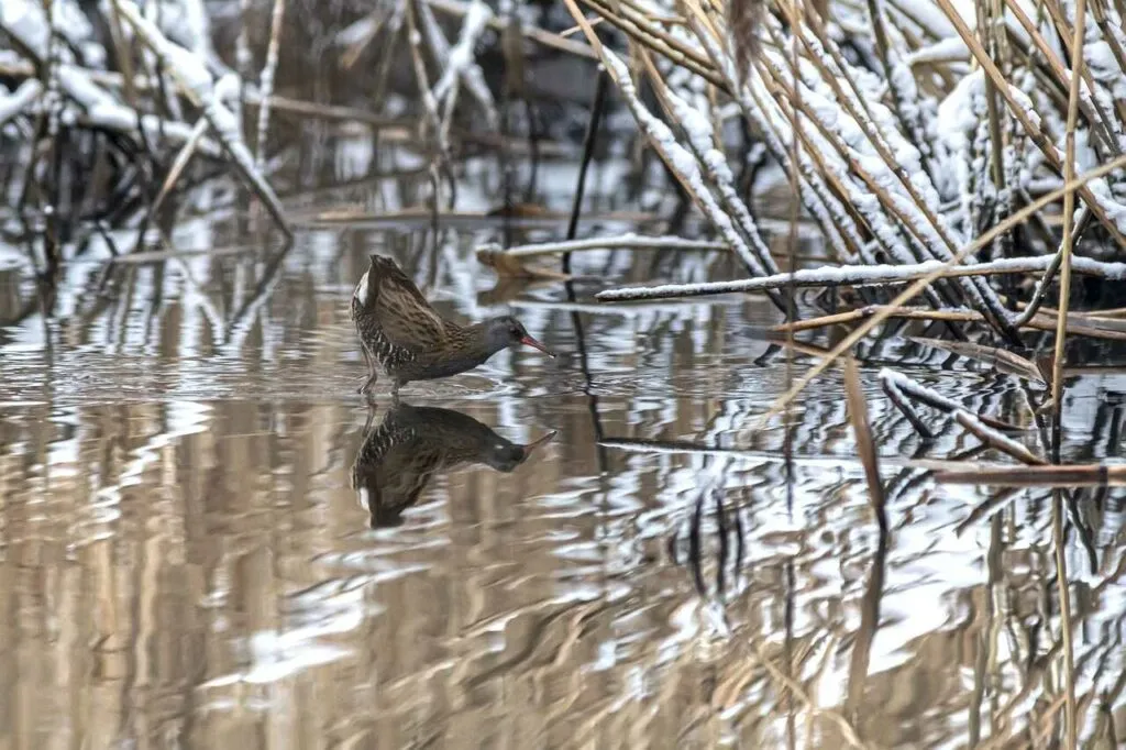 Water Rail