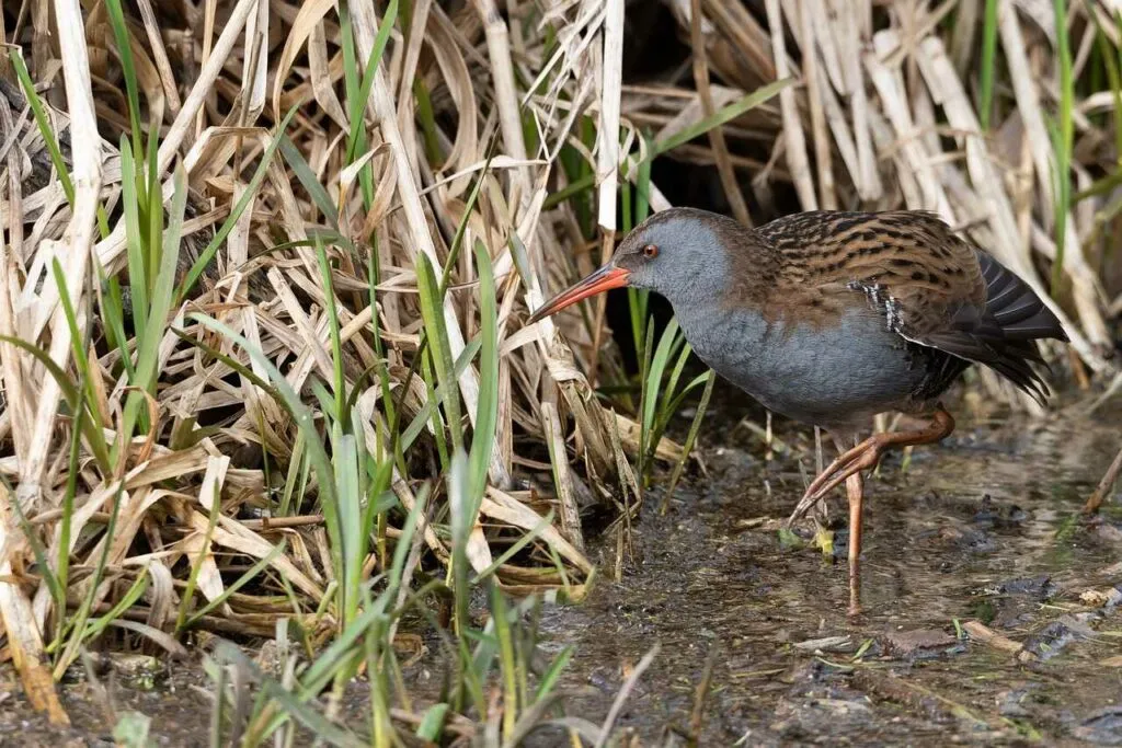 Water Rail