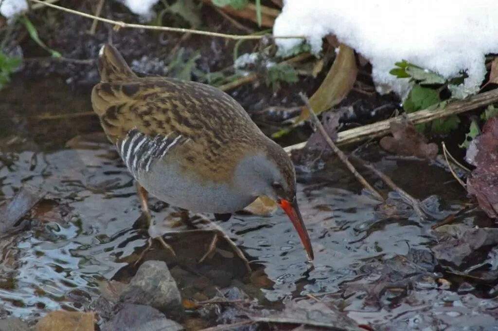 Water Rail