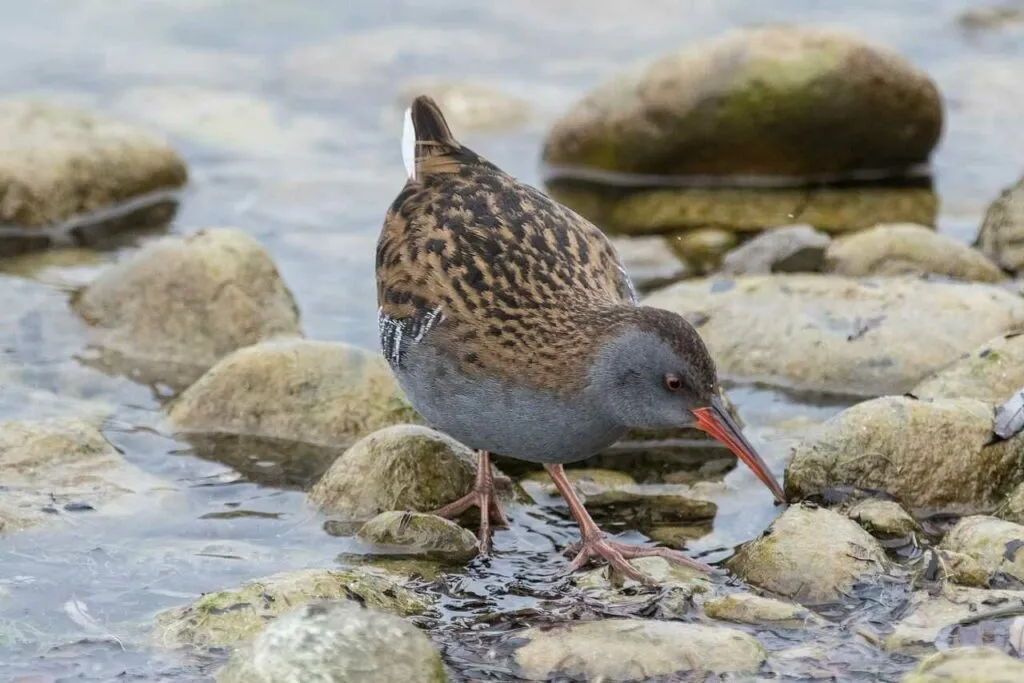 Water Rail