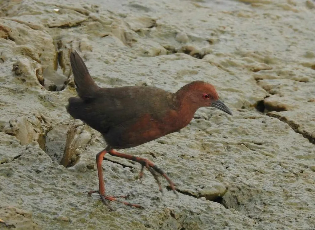 Water Rail