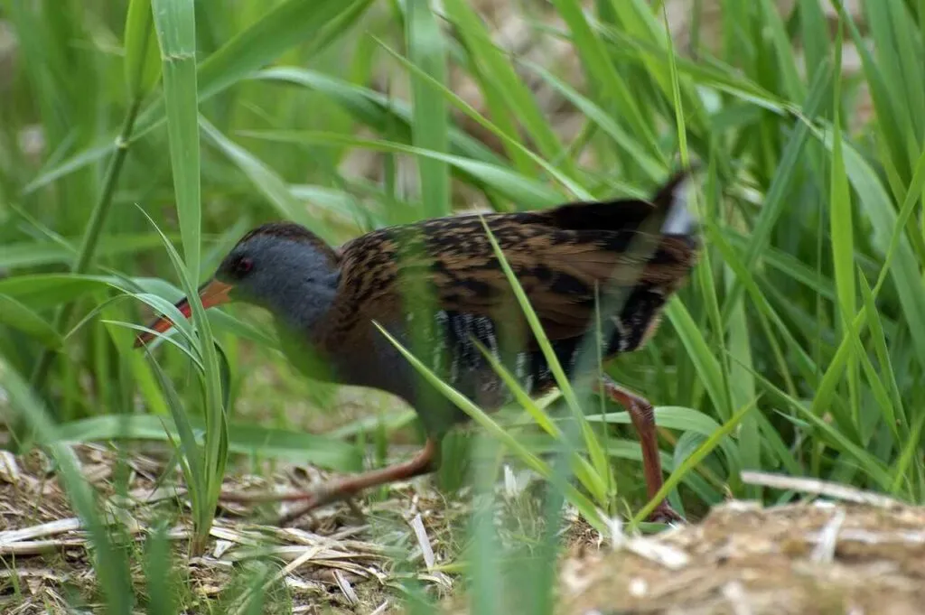 Water Rail