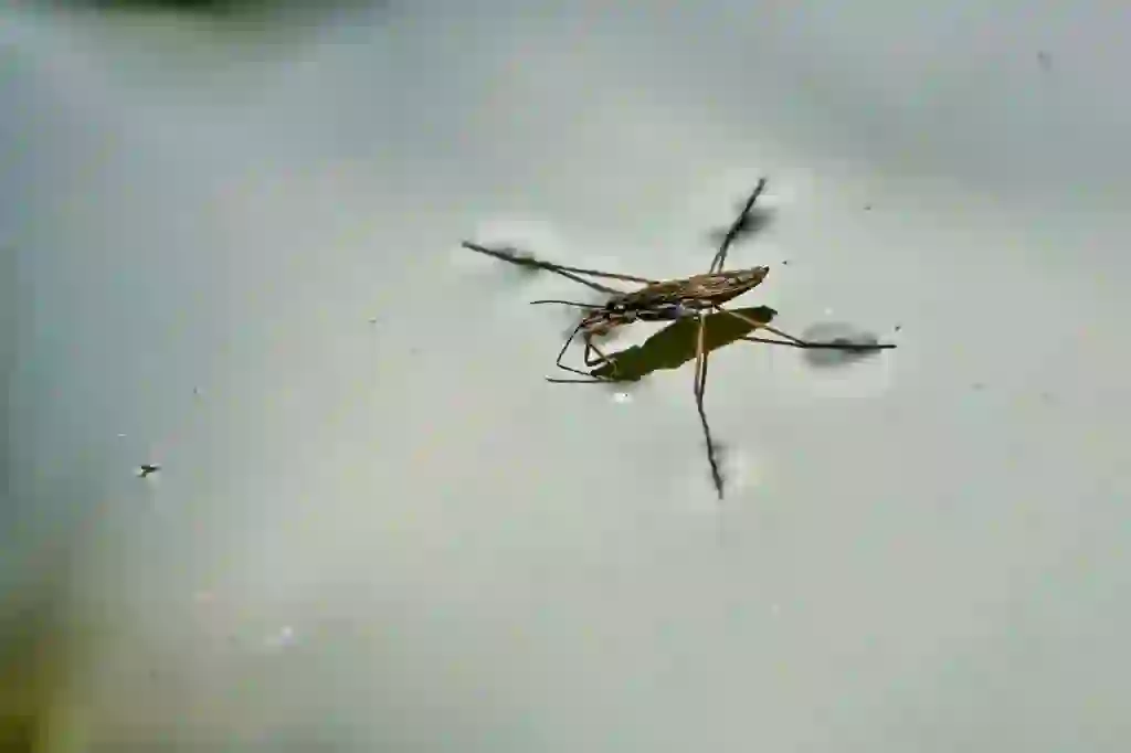 Water Striders