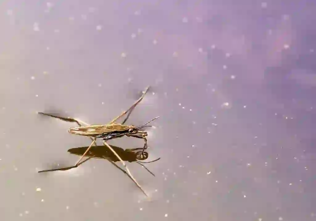 Water Striders