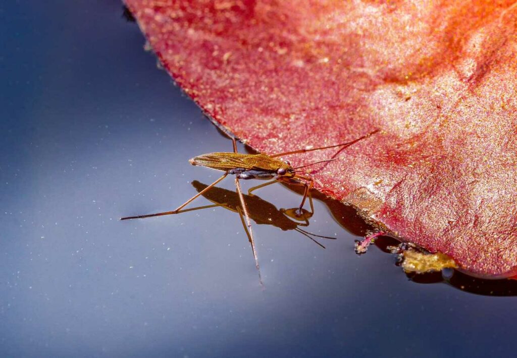 Water Striders