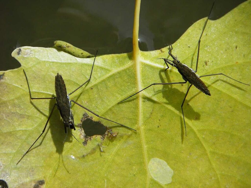 Water Striders