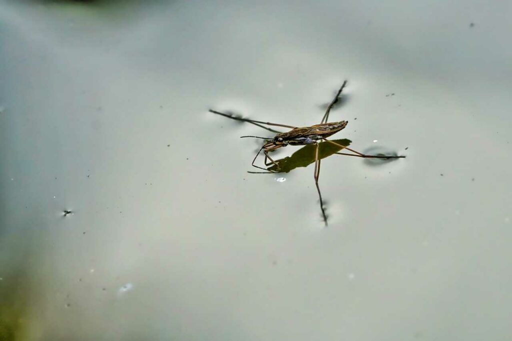 Water Striders