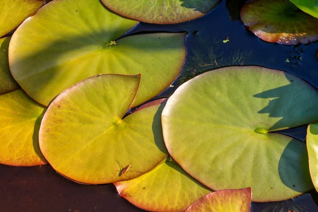 Water Striders