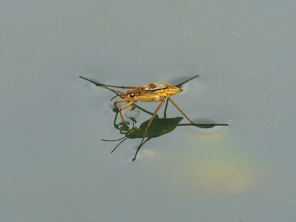 Water Striders