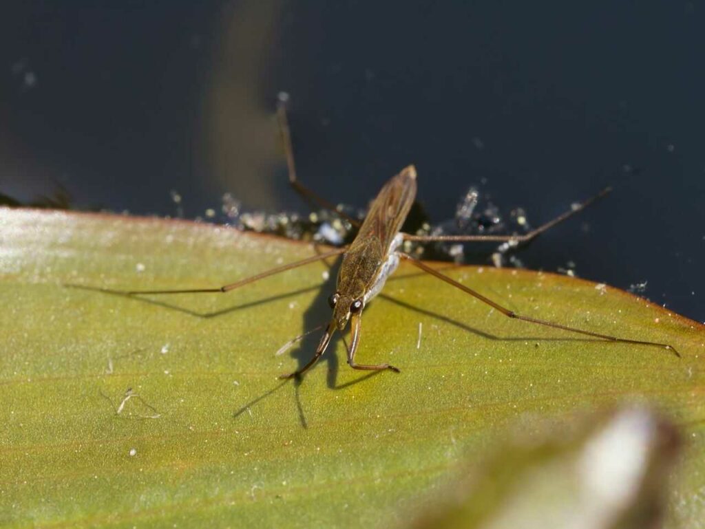 Water Striders