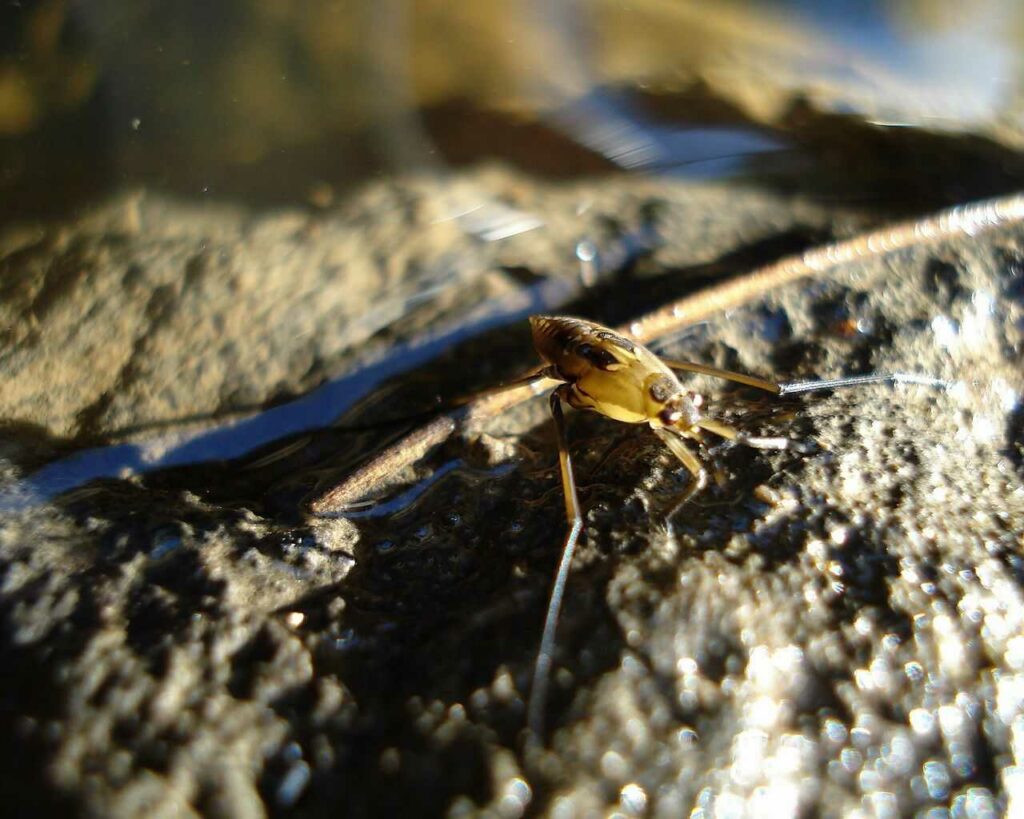 Water Striders