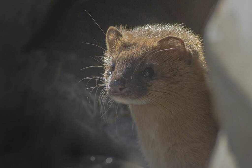 Weasel