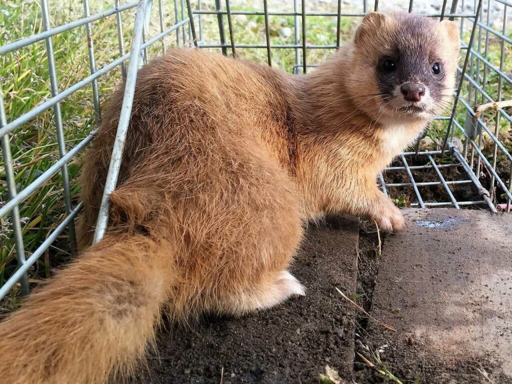 Weasel