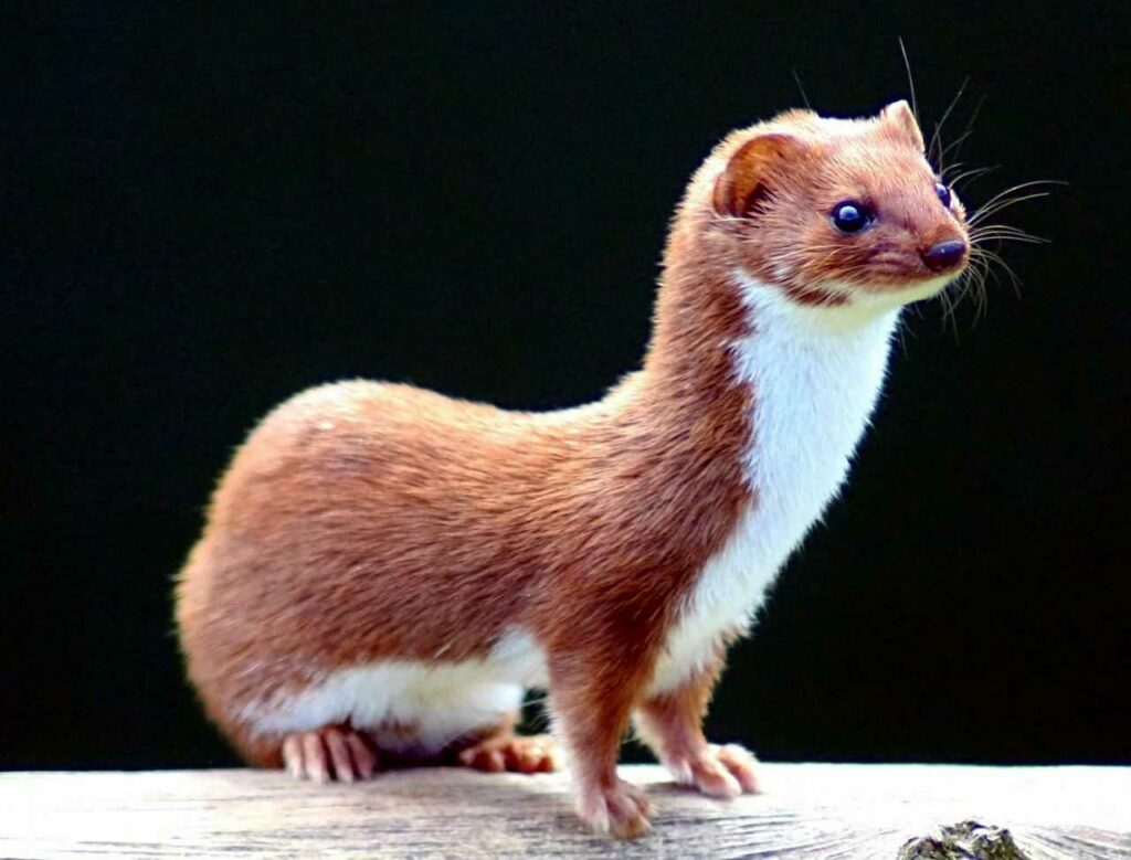 Weasel